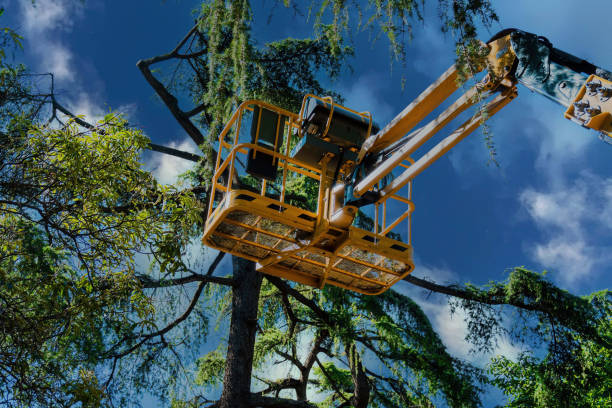 Garfield Heights, OH  Tree Services Company