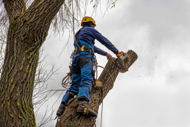 Leaf Removal in Garfield Heights, OH