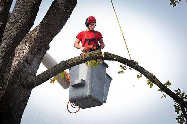 Tree and Shrub Care in Garfield Heights, OH